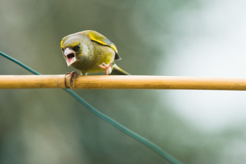 Person with tense posture, representing the Persecutor role