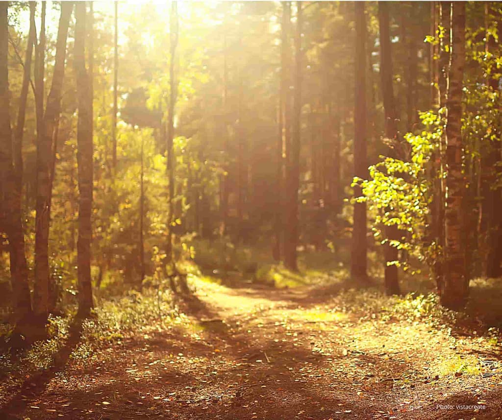 Sunlight filtering through a forest canopy