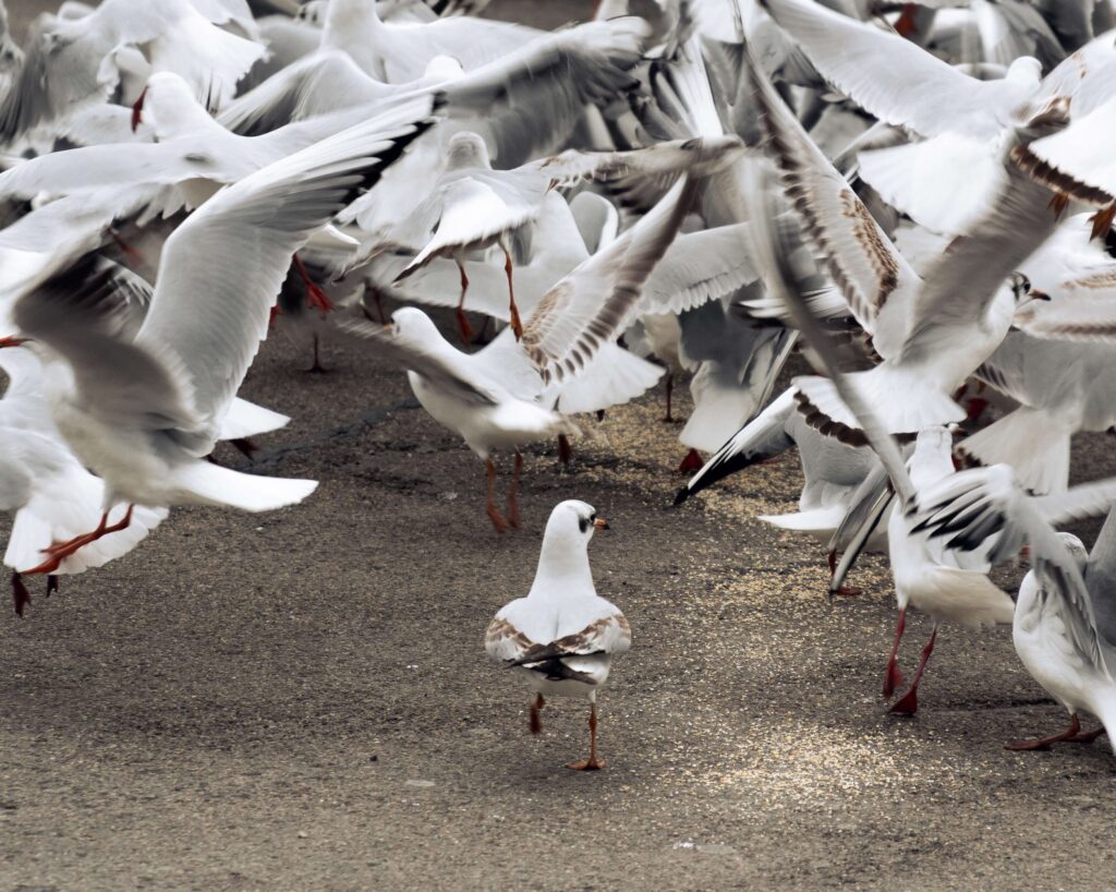 Culture shock. A bird walking on a tarmac surface away from the camera as all the other birds of a similar species that surround it are taking off in flight.