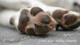 death of a pet therapy Close-up of a dog's front paws resting on a stone surface, with the dog lying down out of focus in the background. Credit: engin akyurt, Unsplash.